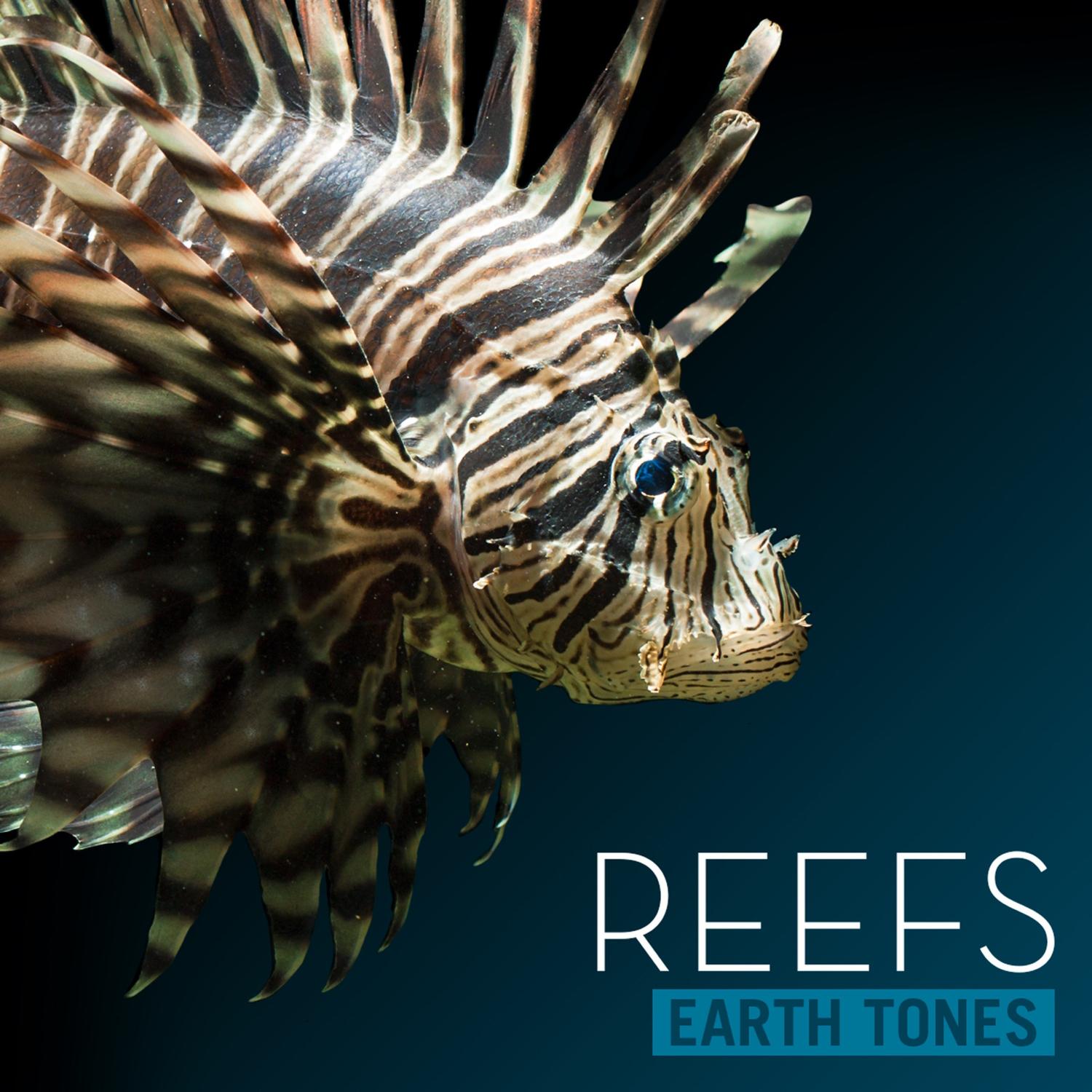 Earth Tones: Reefs