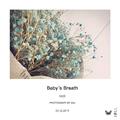 Baby's Breath