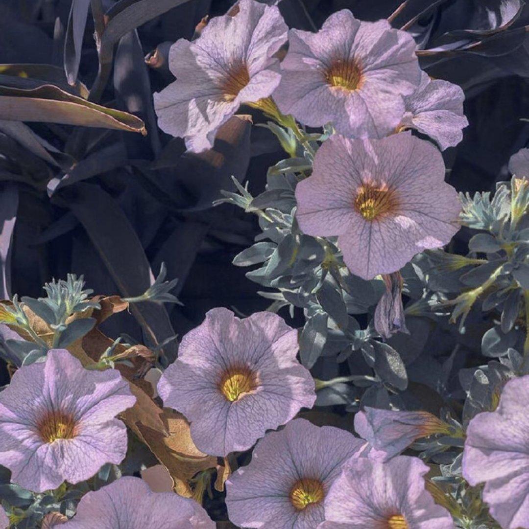 纯音乐/学习/写作业/画画/睡觉/治愈