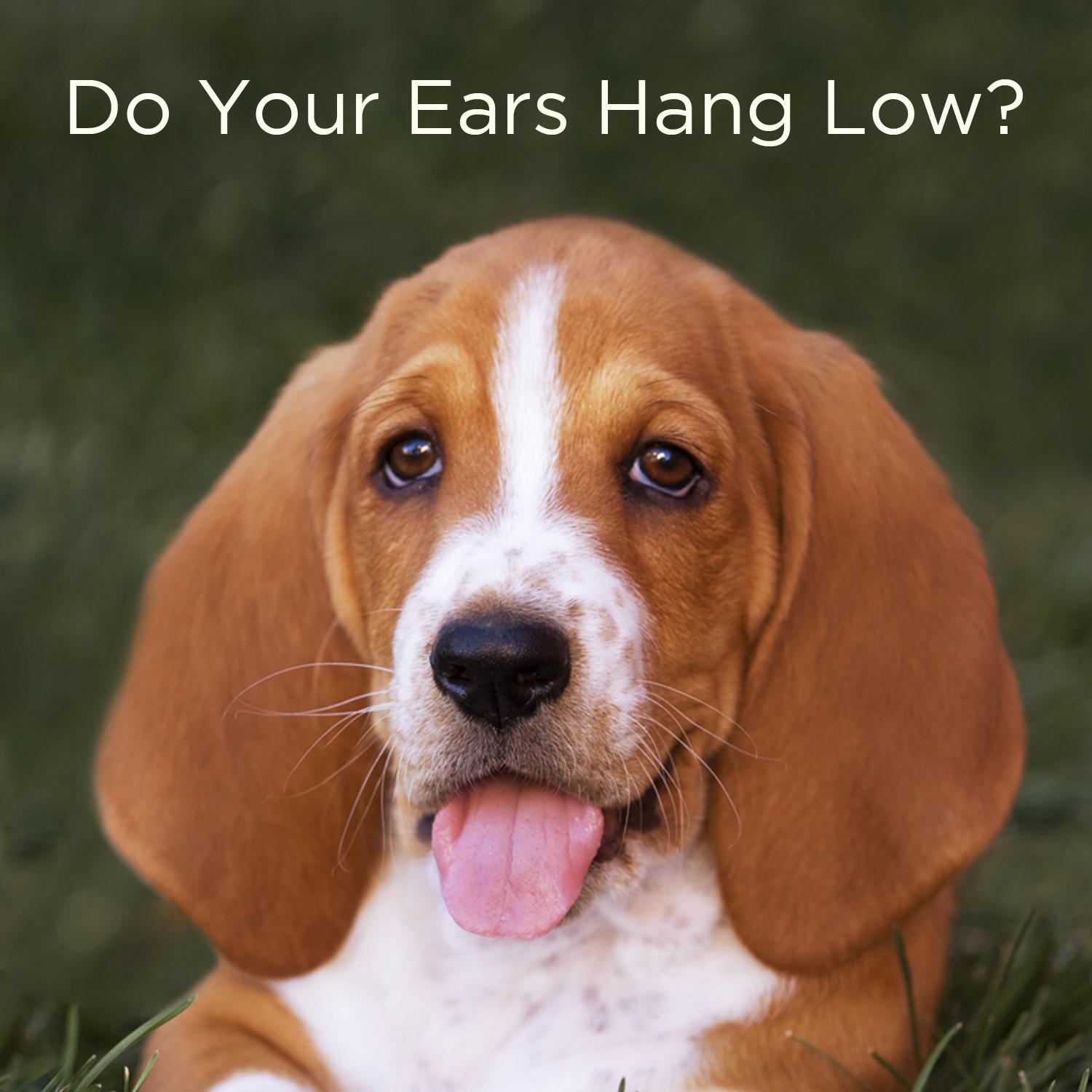 Do Your Ears Hang Low? 20 Silly Action Songs for Kids