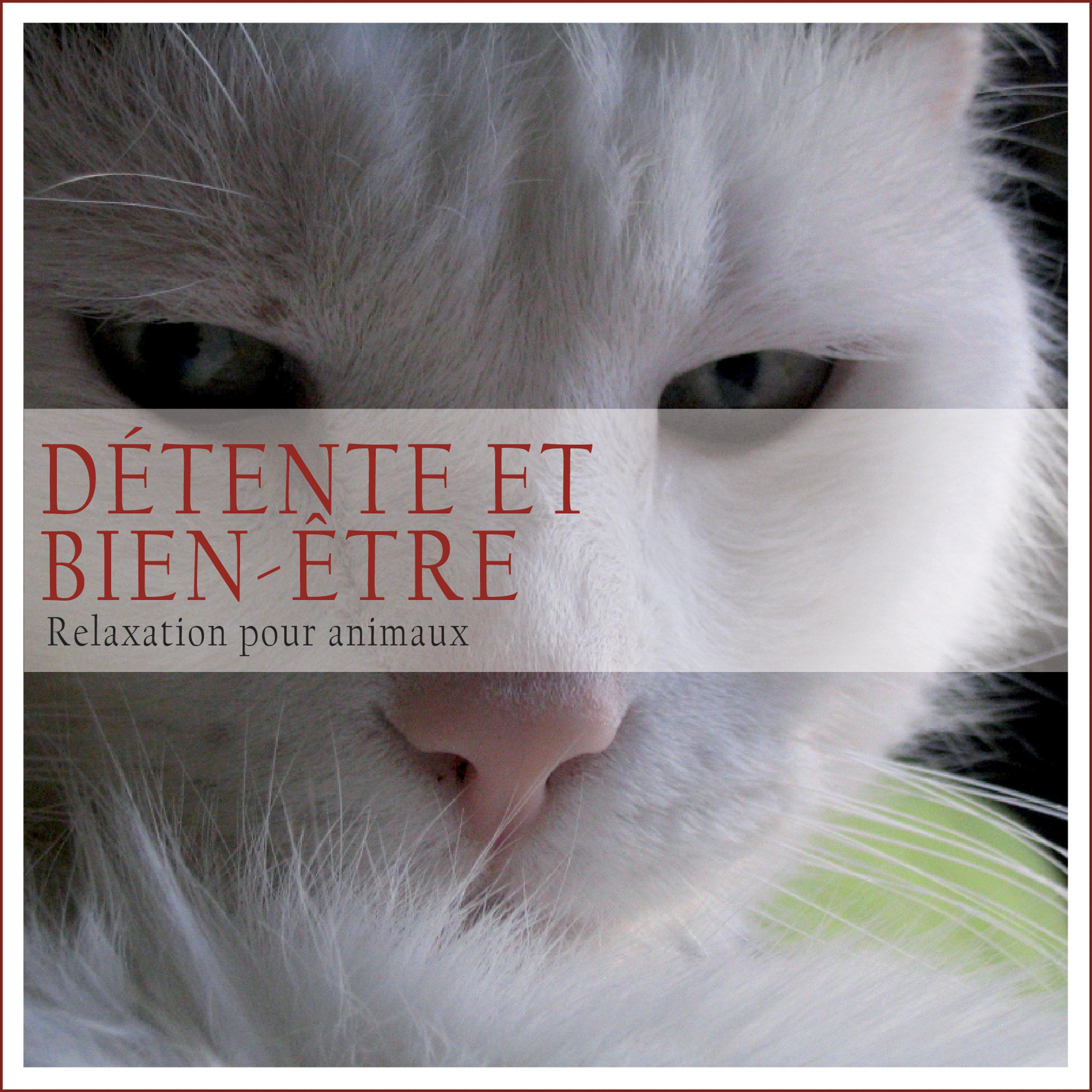 Détente et bien-être: Relaxation pour animaux