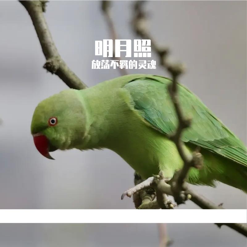 放荡不羁的灵魂歌曲封面
