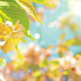 Tropical house from❤