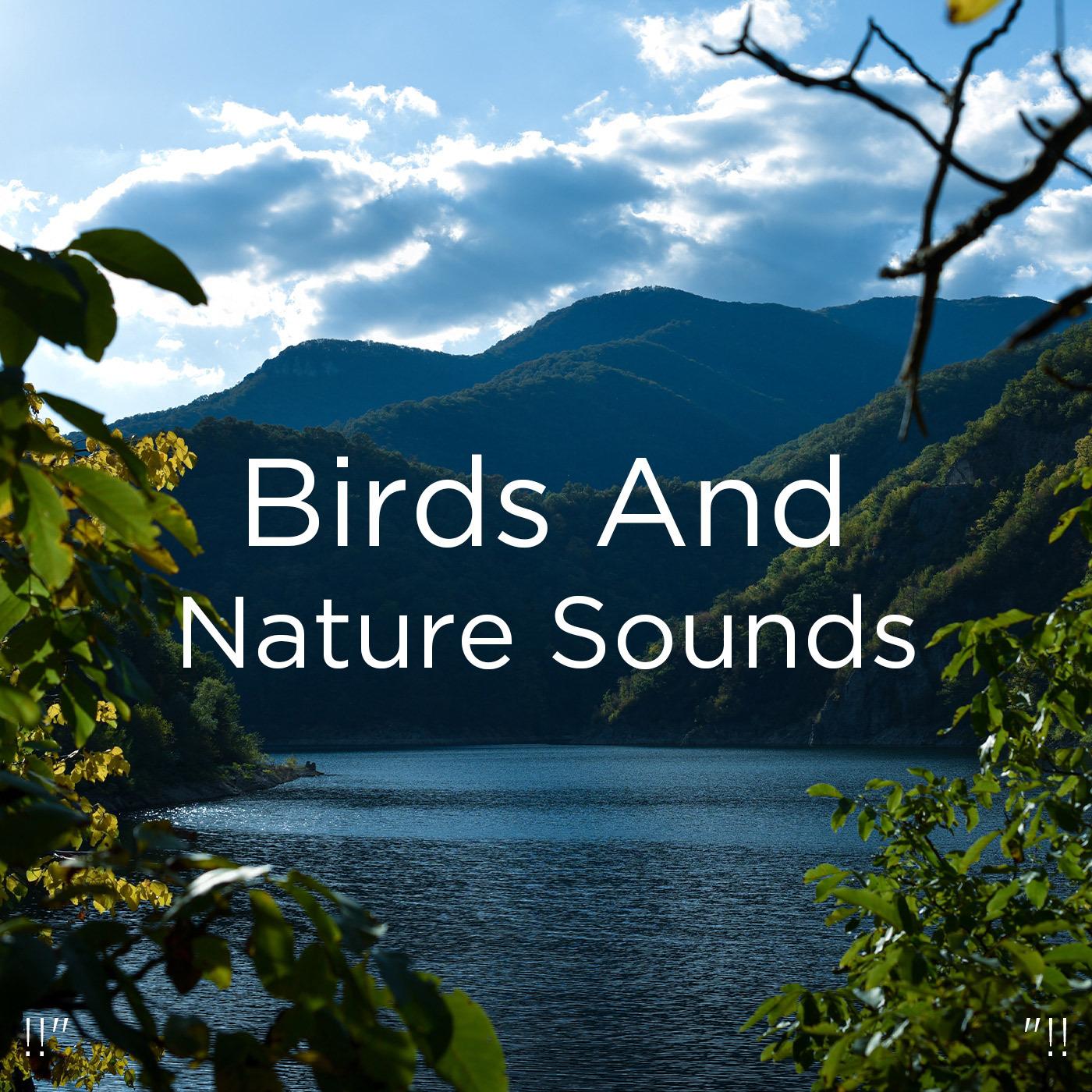 !!" Birds And Nature Sounds "!!