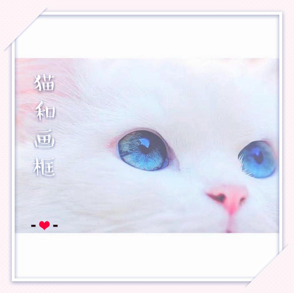 猫和画框专辑