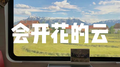 会开花的云（原唱正版）专辑