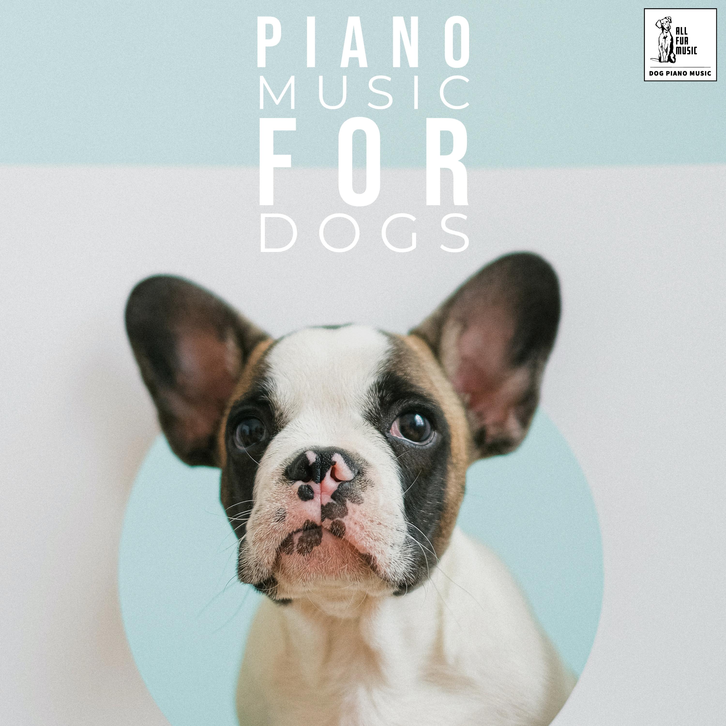 Piano Music For Dogs