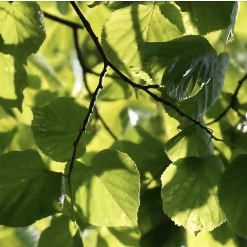 助眠蝉鸣声 | 闭上眼 感受大自然的回响