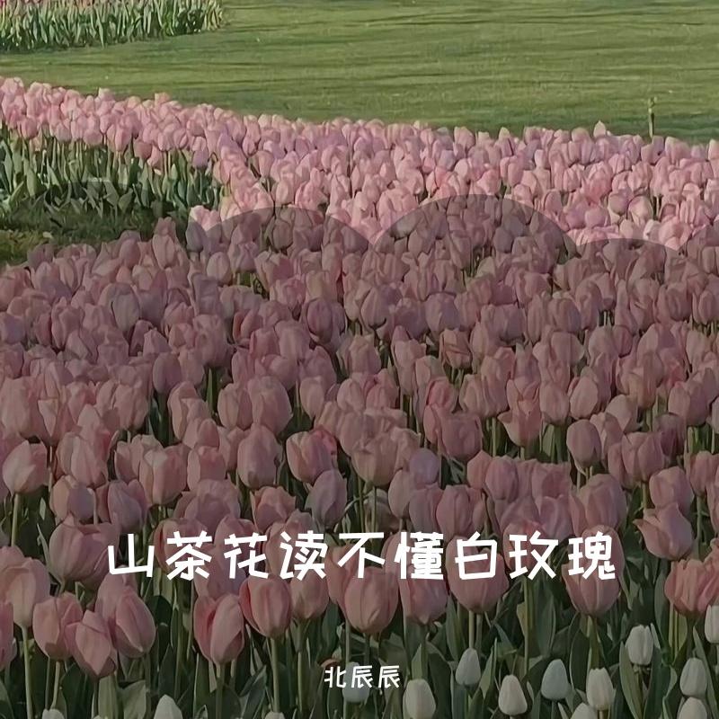 山茶花读不懂白玫瑰
