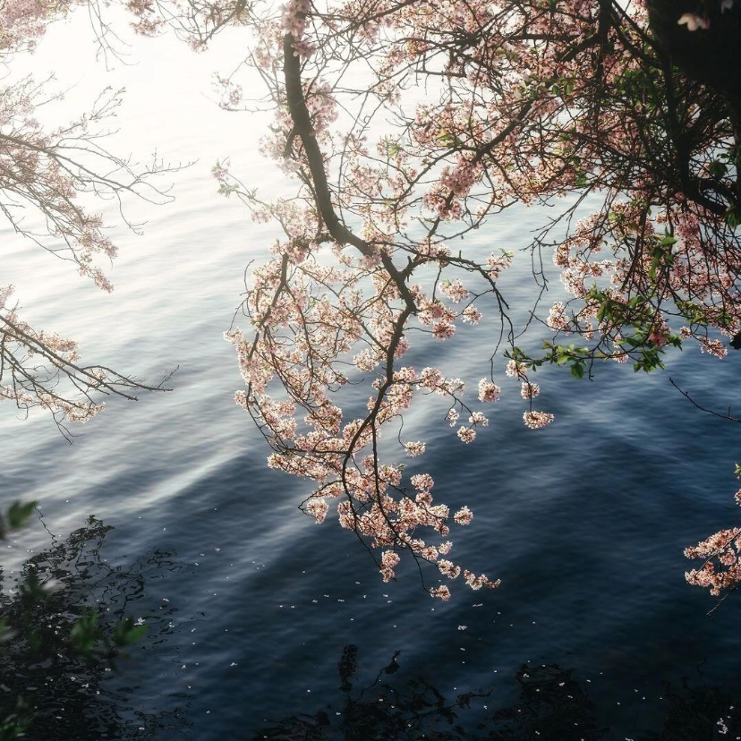 春和景明