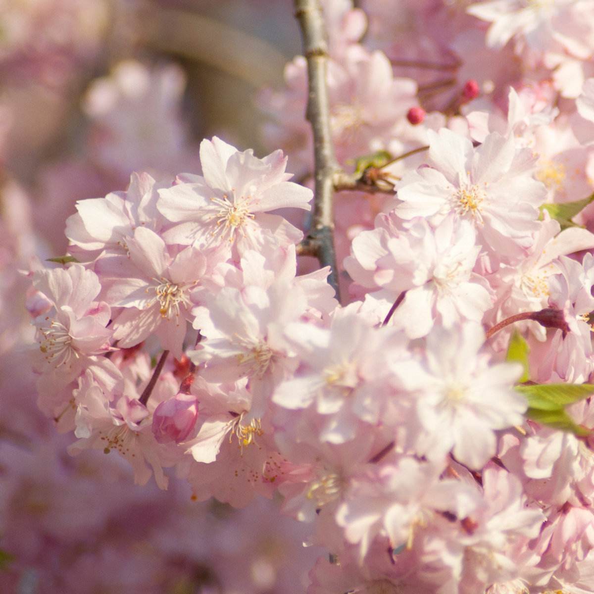 花枝春野专辑