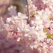 花枝春野