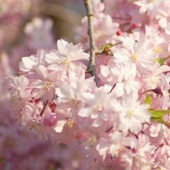 花枝春野