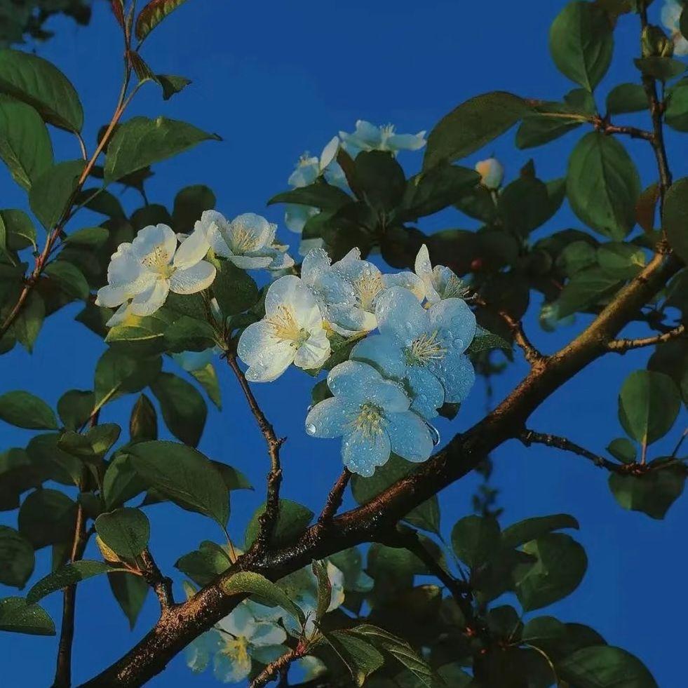 花梦一春