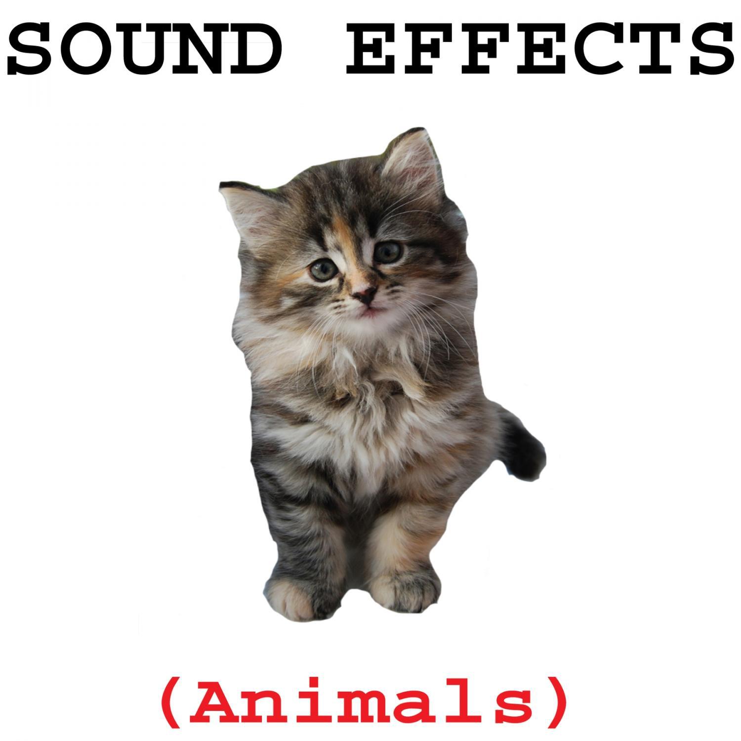 Animal Sound Effects专辑