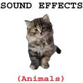 Animal Sound Effects