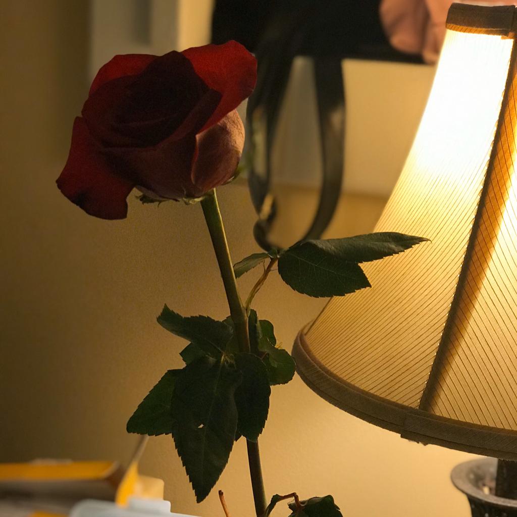 Loneliness+Romance