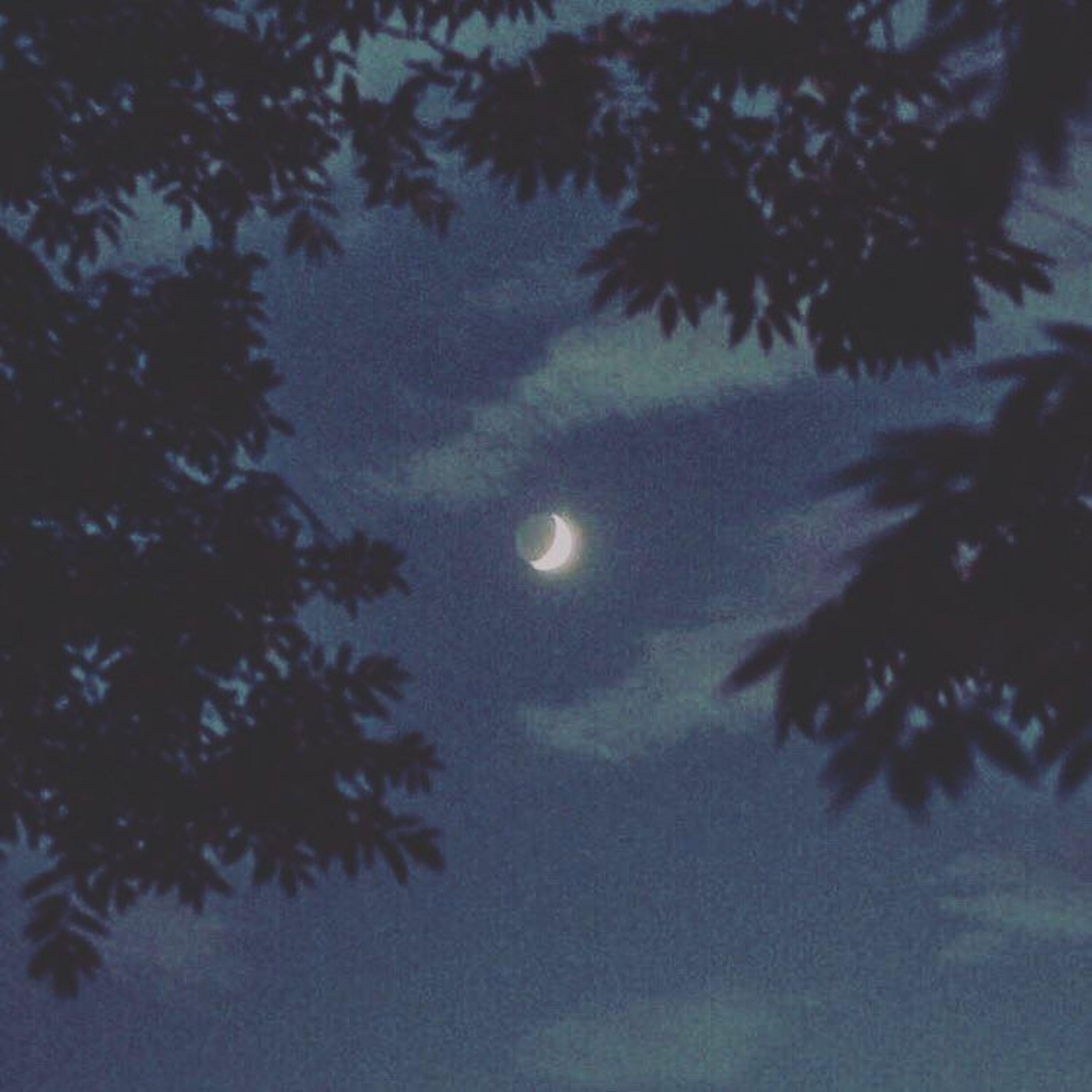AkiraDoves - Moonlight