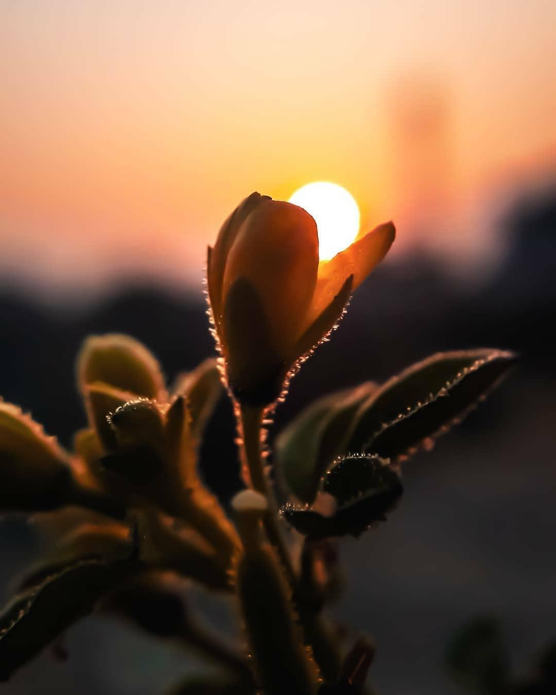 千本樱（纯钢琴）