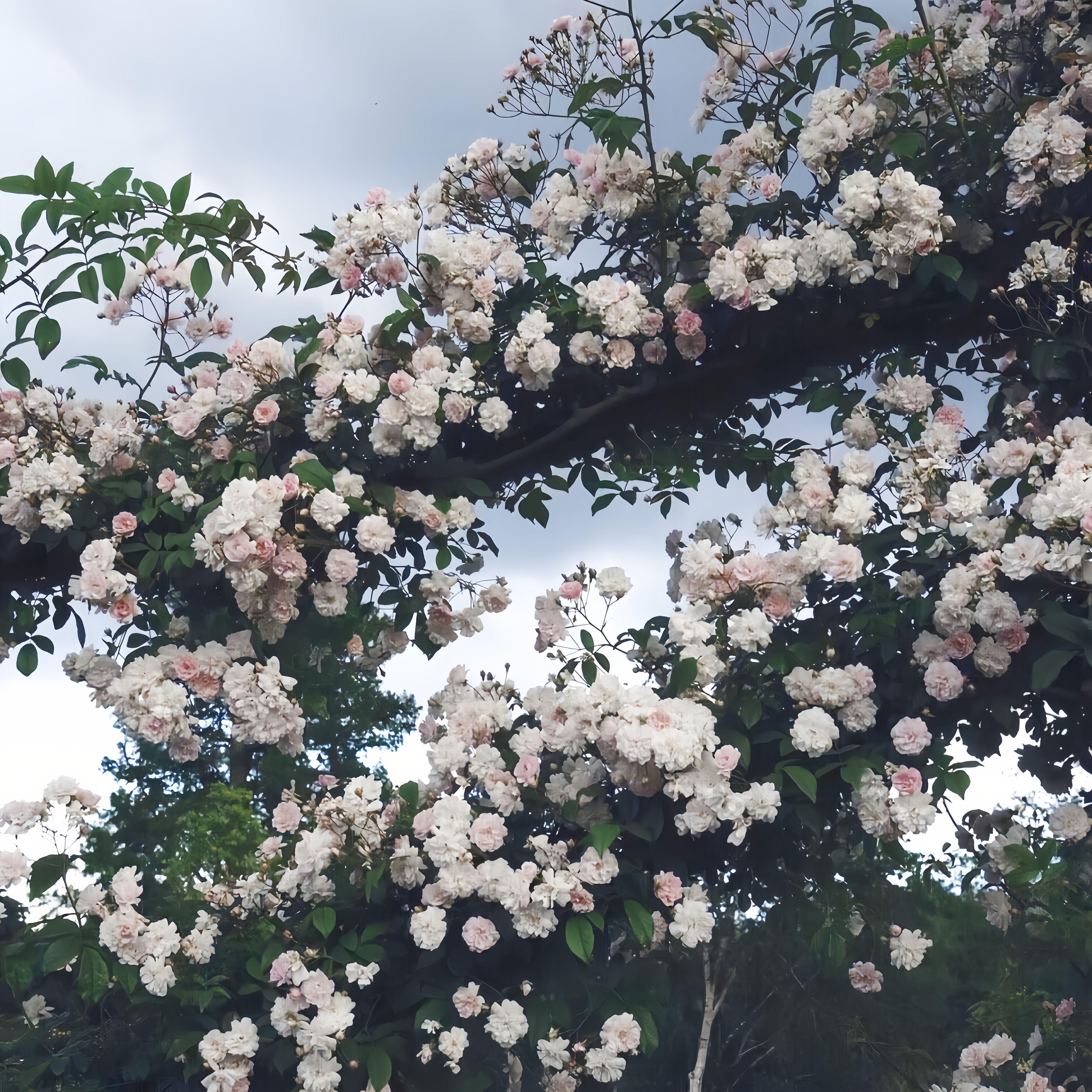 Jisoo - Flower（Deep Mix）