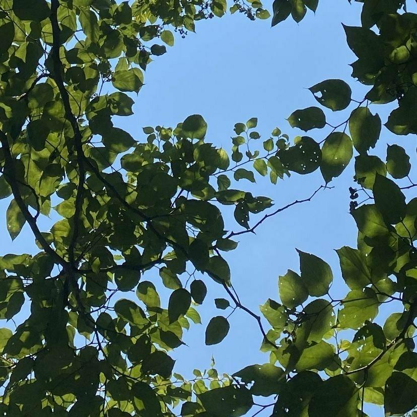 午后 桃子树 葡萄还没熟 假寐 夏天要来了