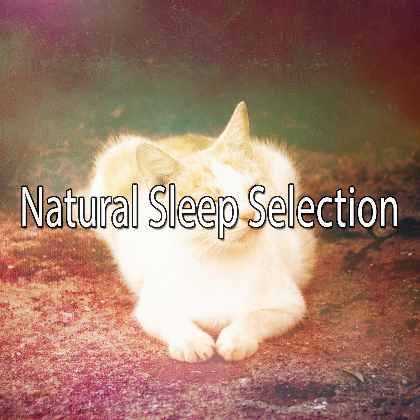 Natural Sleep Selection专辑