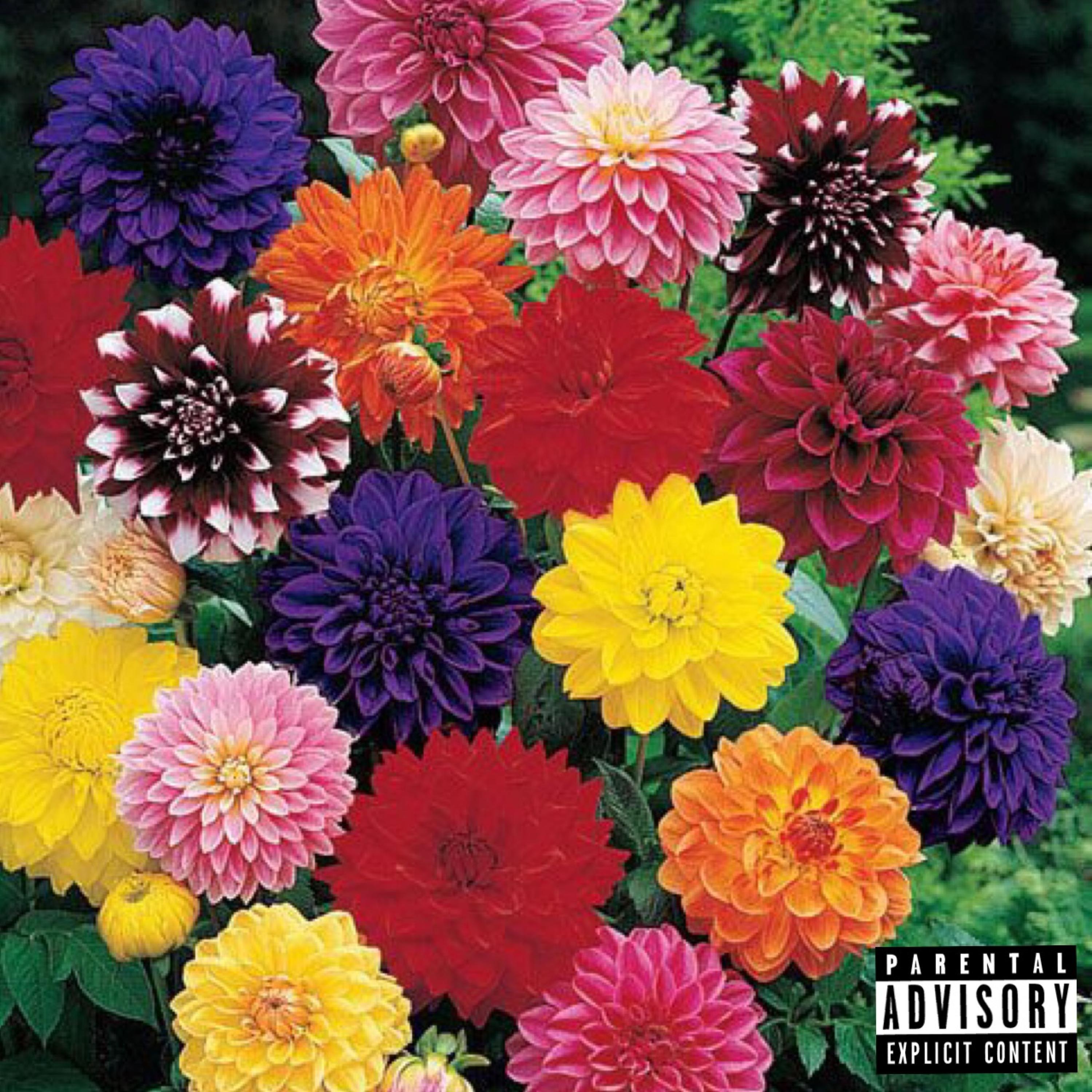 Dahlia