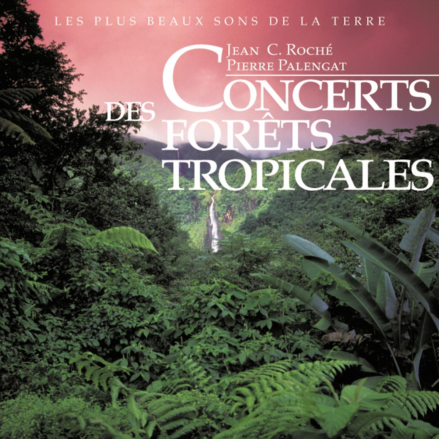 Concerts des forêts tropicales