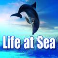 Life at Sea