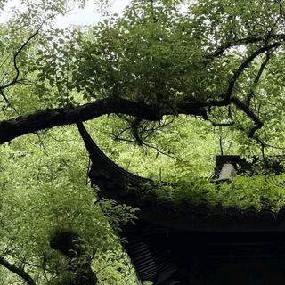 本是含情目 却陷相思门.