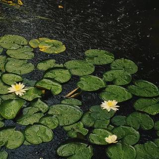 处暑禅意｜风铃·纯音·治愈
