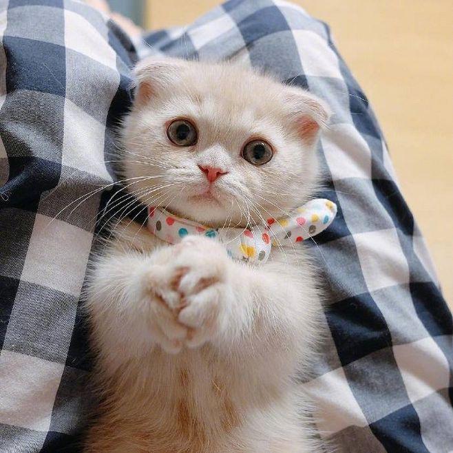 Gloomy Cat