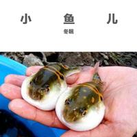 小鱼儿---一生回味一面(高清无损伴奏)