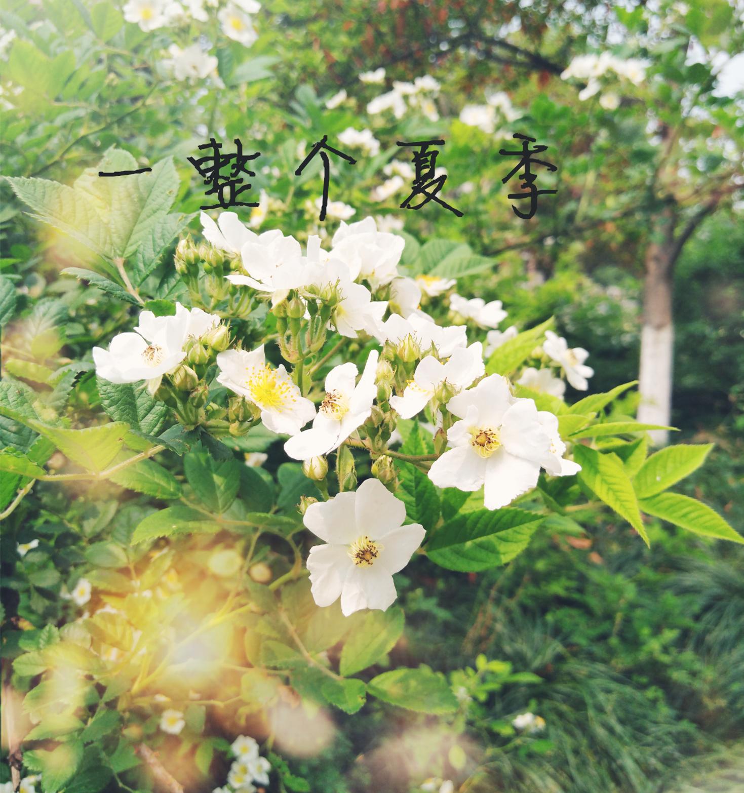 一整个夏季