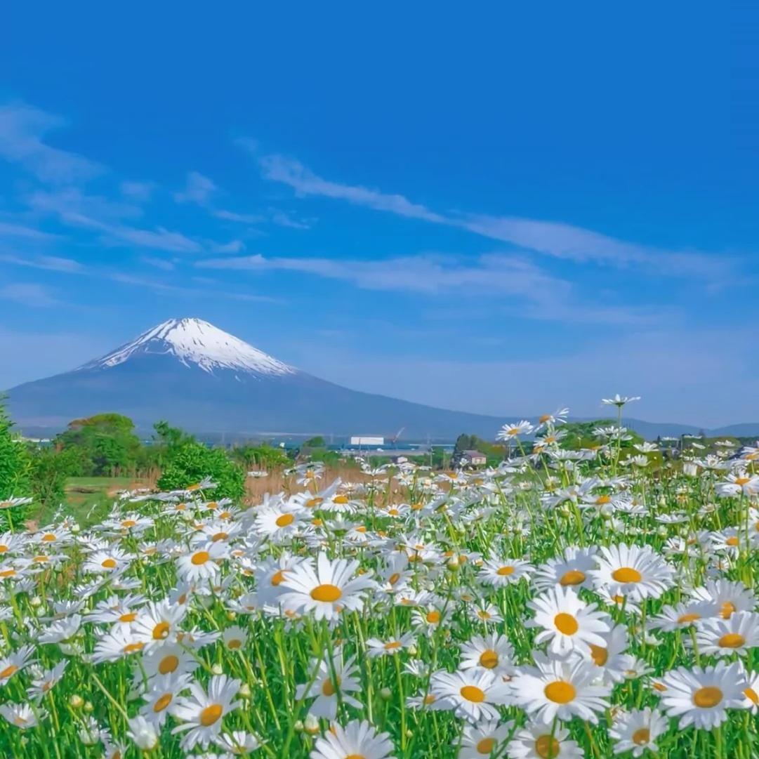 黑虎阿福 (抖音热搜版)