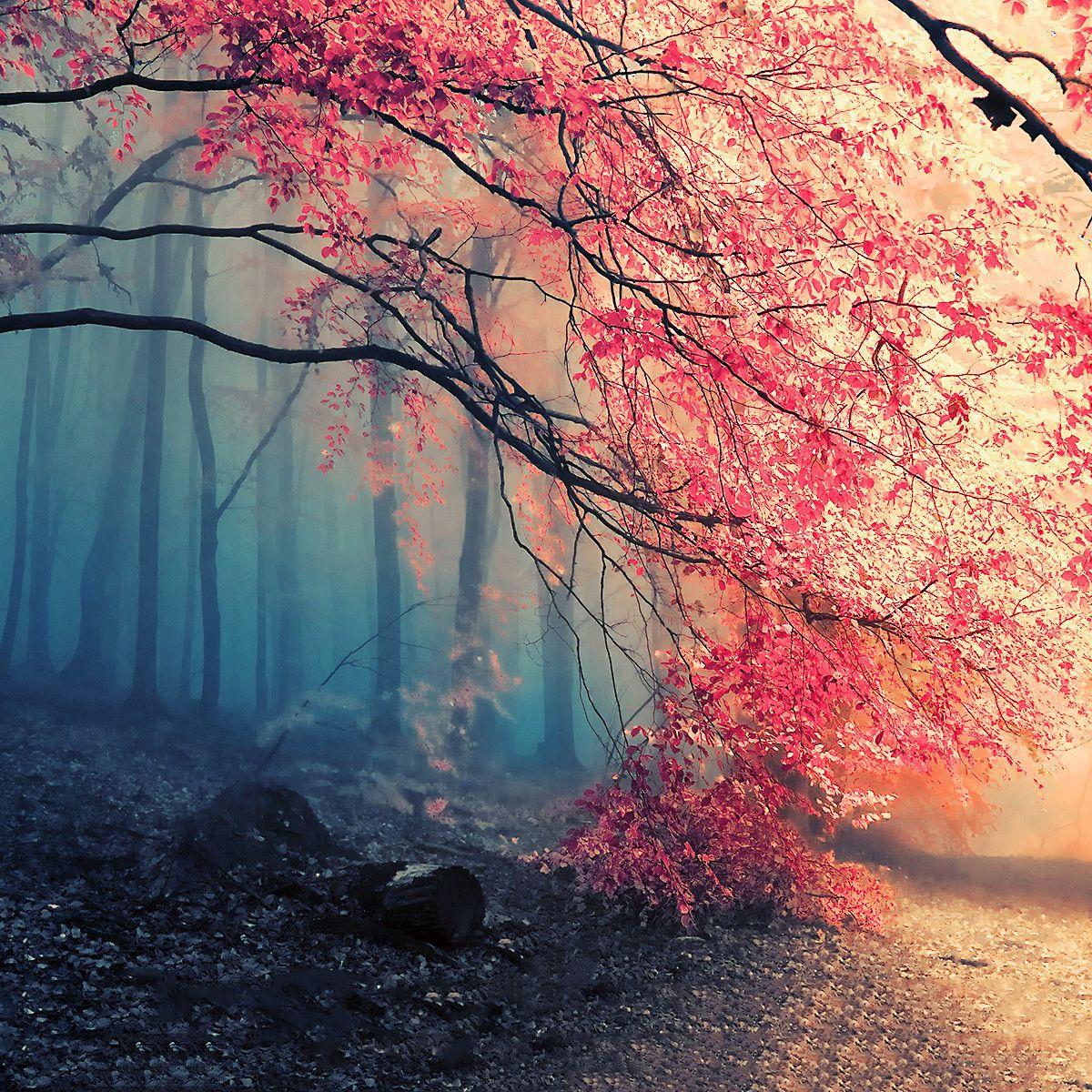 秋殇别恋（翻自：牙牙乐）