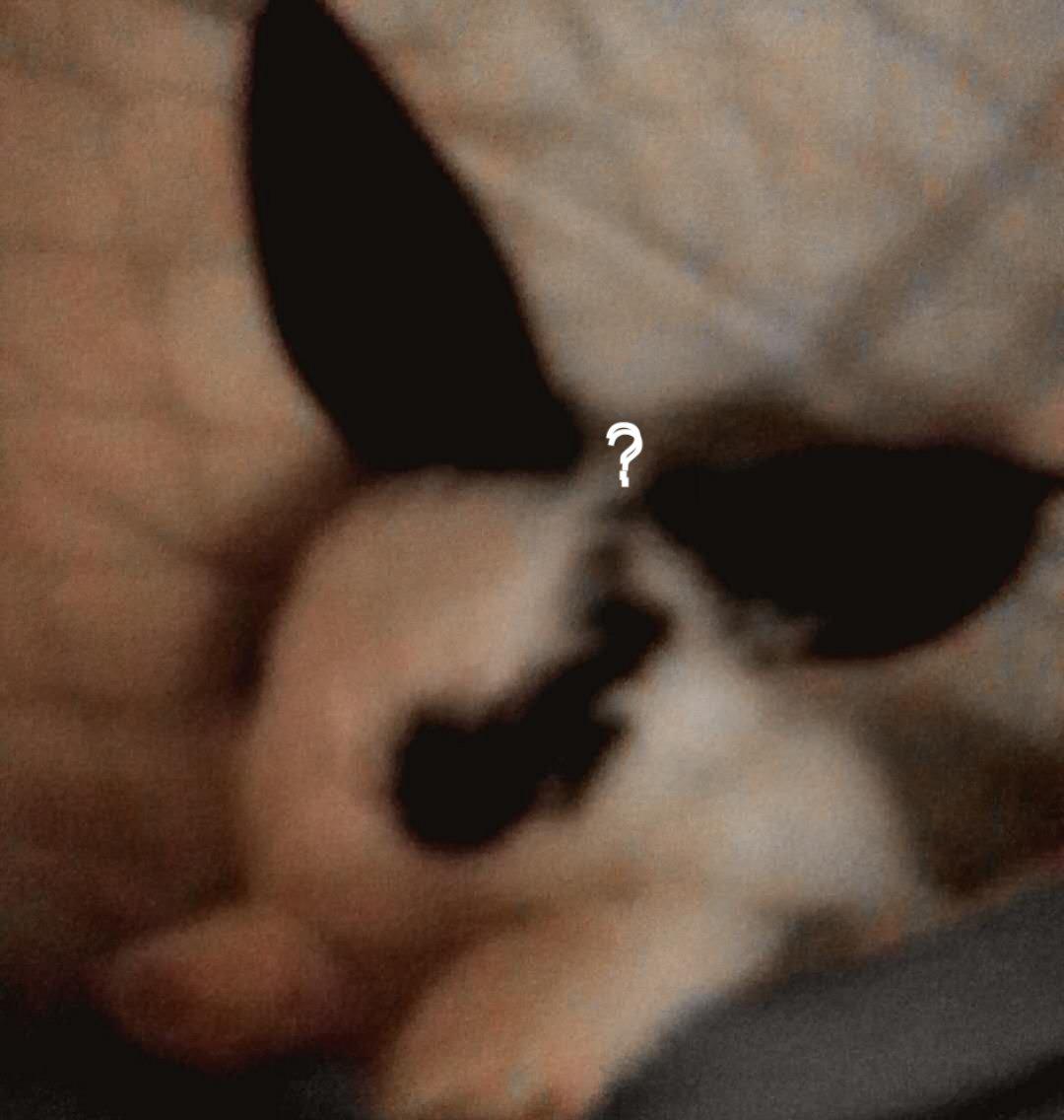 ?专辑