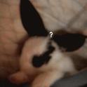 ?专辑