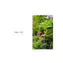 花越しに泳ぐ (feat. 初音ミク)专辑