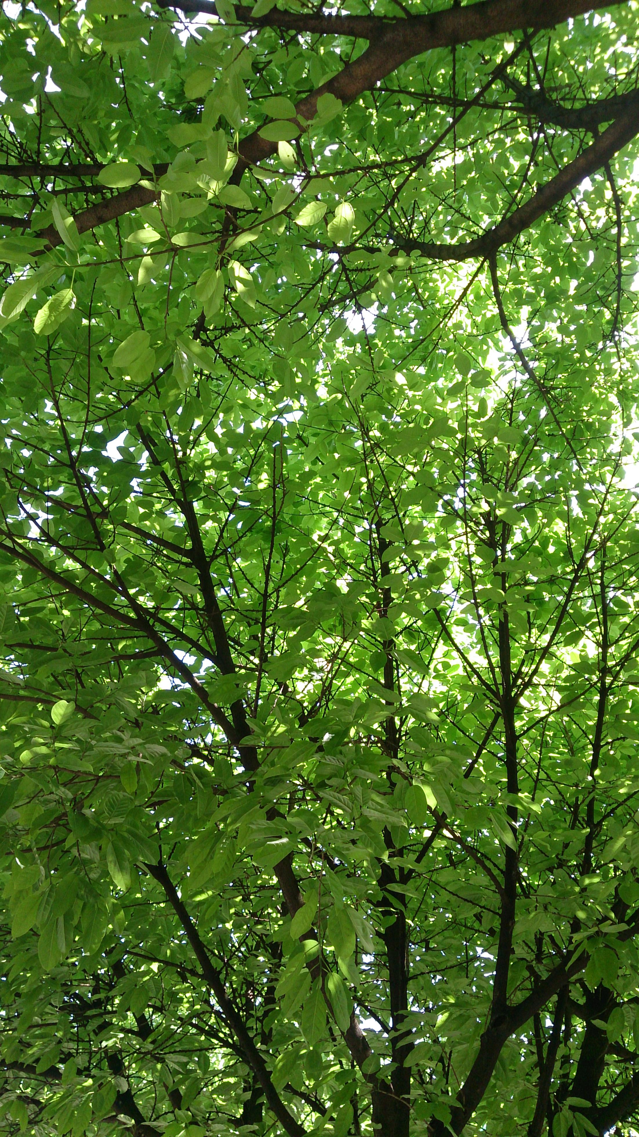 ❀2018 春夏翻唱❀