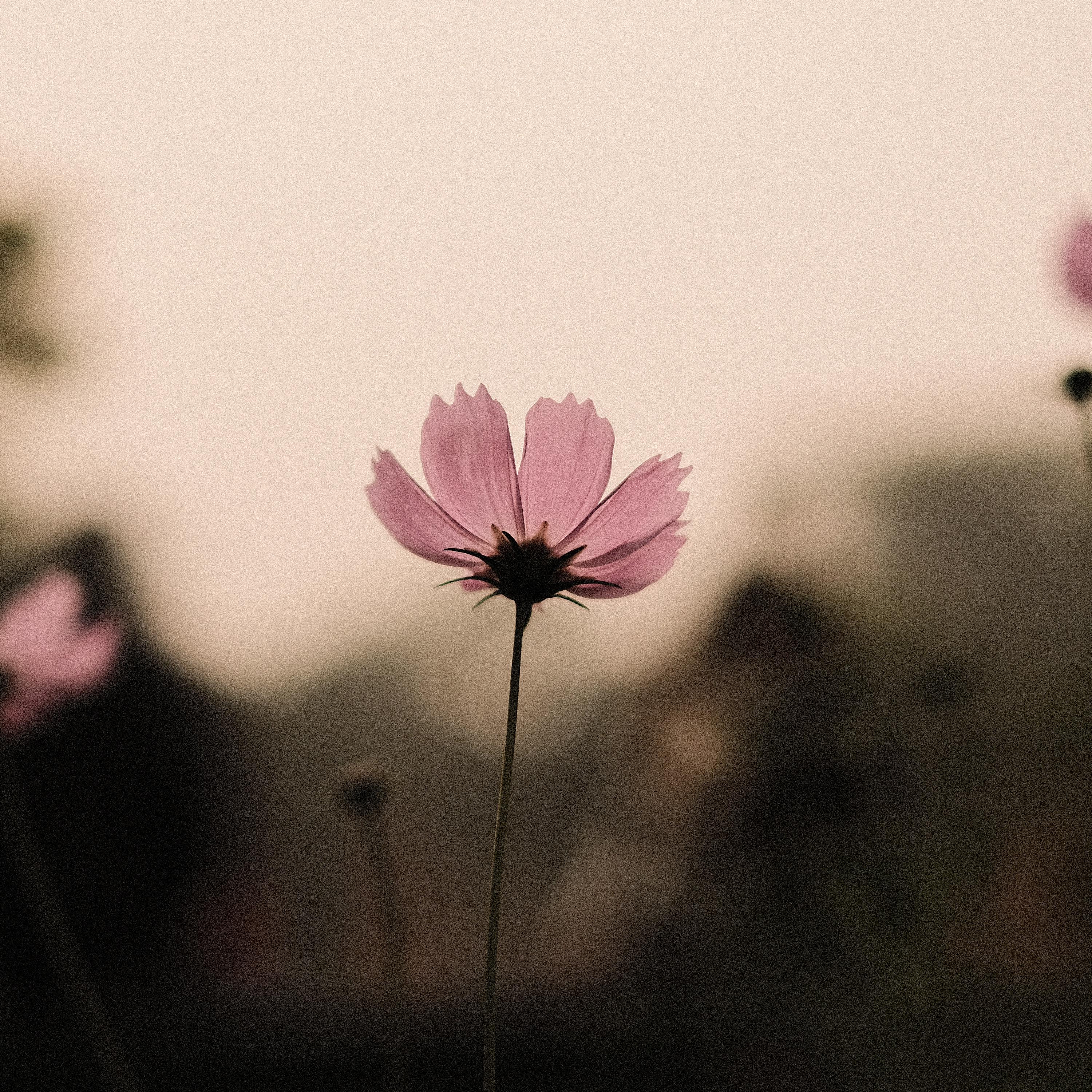 New Day Begins