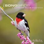 Red-Breasted Grosbeak and Chestnut-Sided Warbler