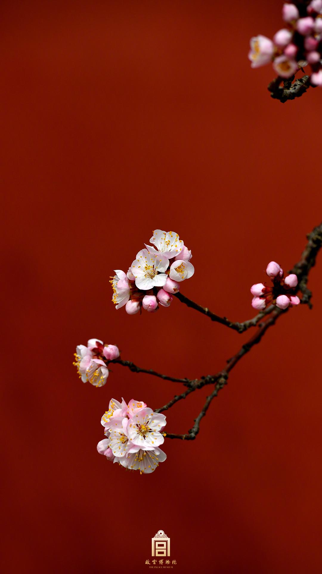 【原创】杏花巷末专辑