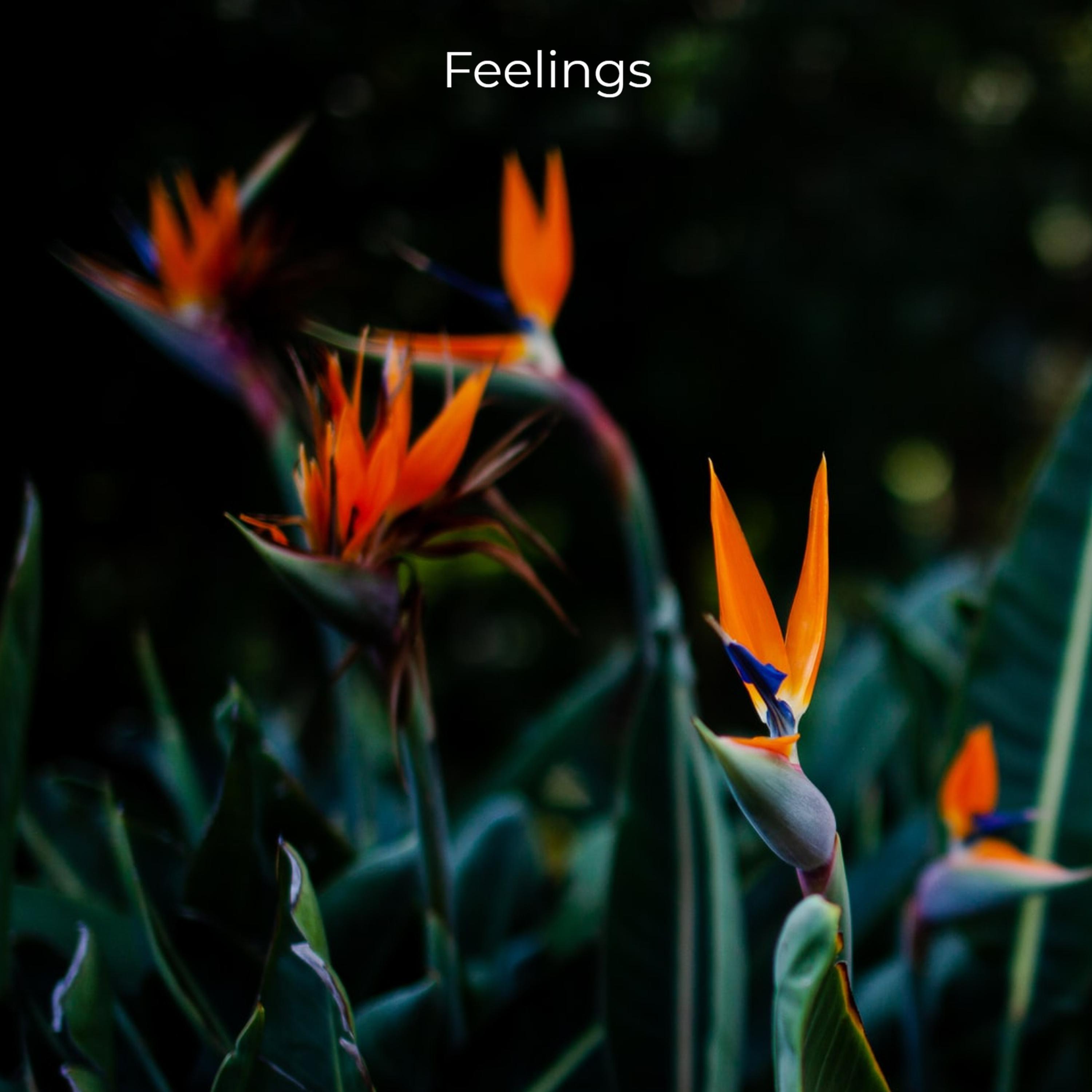 Feelings
