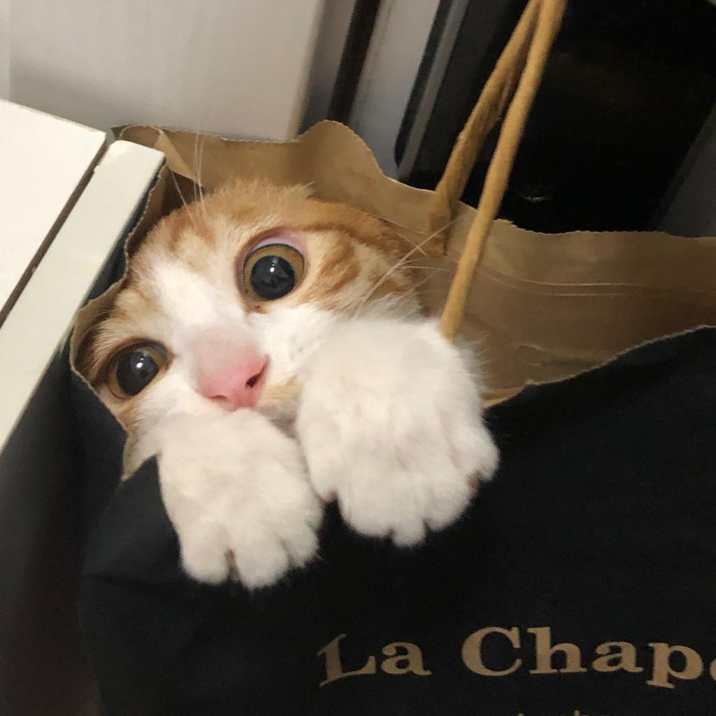猫爱听的歌/纯音乐