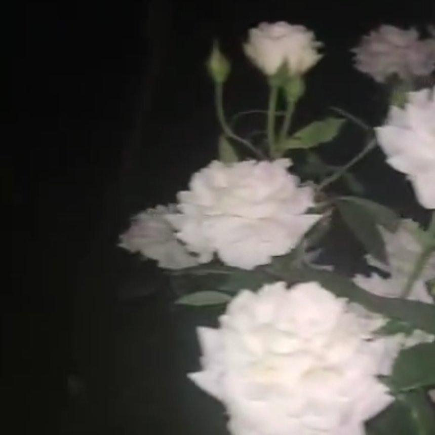 〖細胞神曲〗代餐目錄 | 在线播放 | 网易云音乐