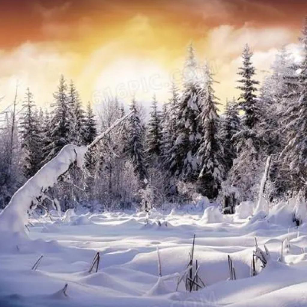 Snow Fields in the North