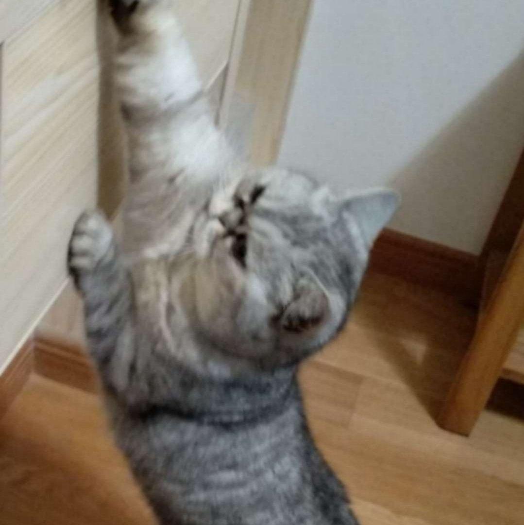 Music For Cats