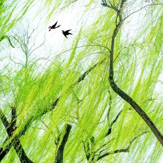 春日梦核 | 绿意 盎然 鲜活 旺盛 生命力