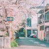  桜の木になろう（Cover：AKB48 ）